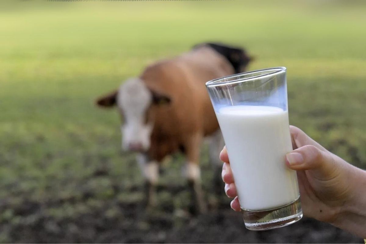 Toplanan inek sütü miktarı haziranda yıllık bazda yüzde 6,4 arttı