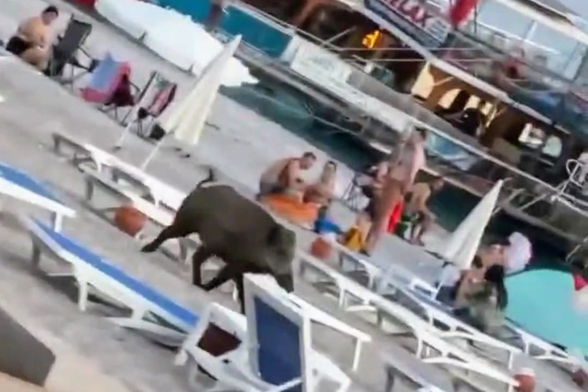 Fethiye'de aç kalan domuzlar artık gündüzleri de plaja iniyor