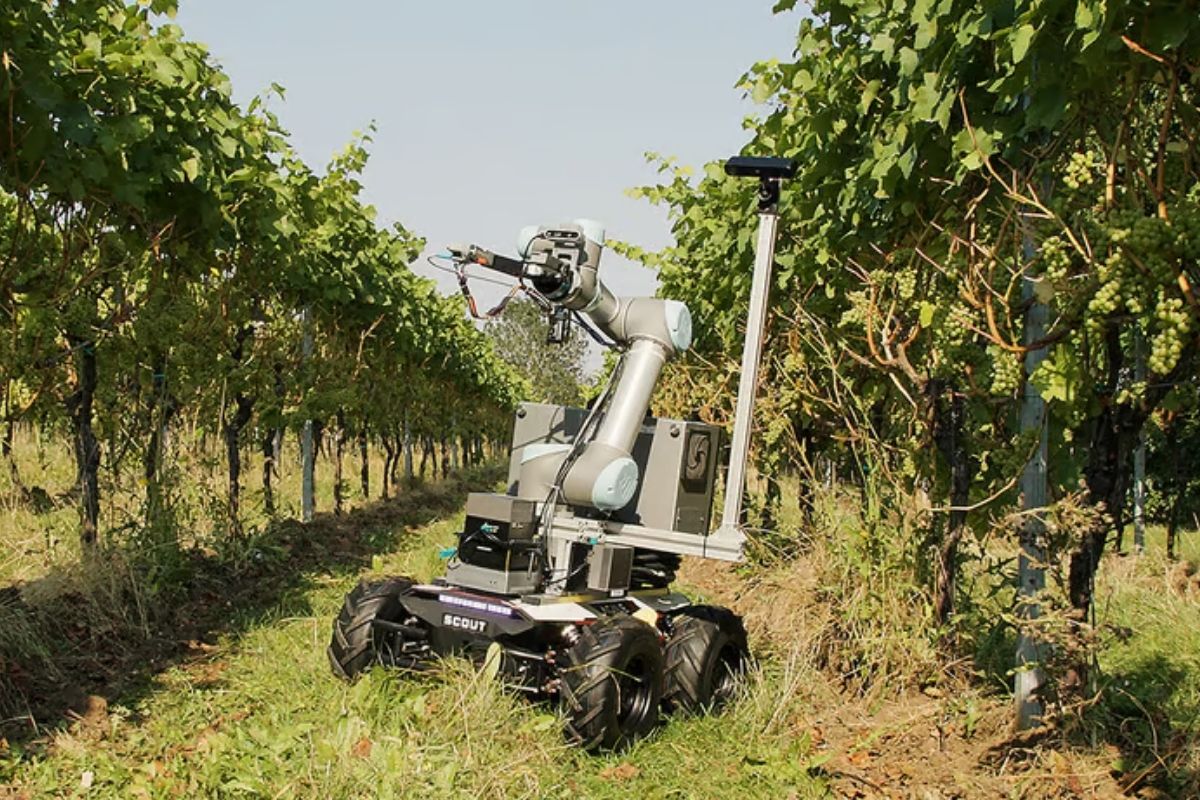 Şarap bağlarında üzümleri robotlar topluyor, olgunluğunu bile anlıyor