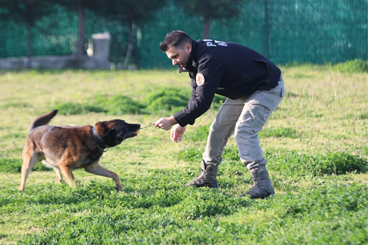 İstanbul Narkotik Şube’yi yasa boğdu: Narkotik köpeği Ares operasyonda öldü