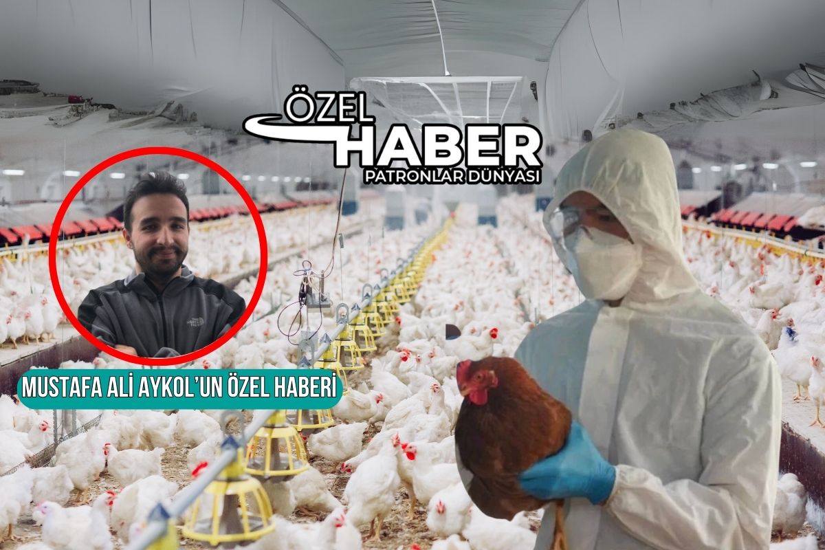 Konya'daki kuş gribi Eskişehir'e bulaştı, satılan tavuklar virüsü taşıdı