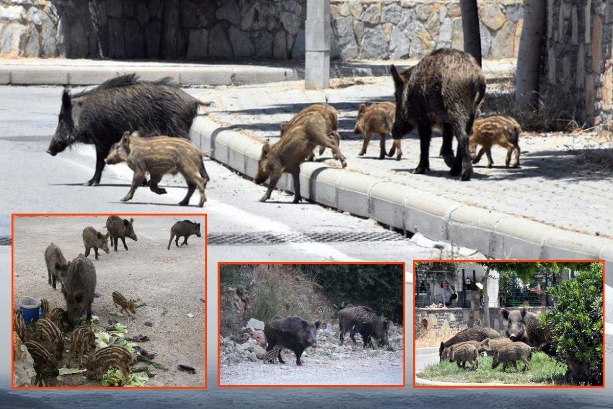 Muğla'da yaban domuzları şehir merkezine indi, Tarım ve Orman Bakanlığı sürek avı için karar verdi, baro iptal davası açtı