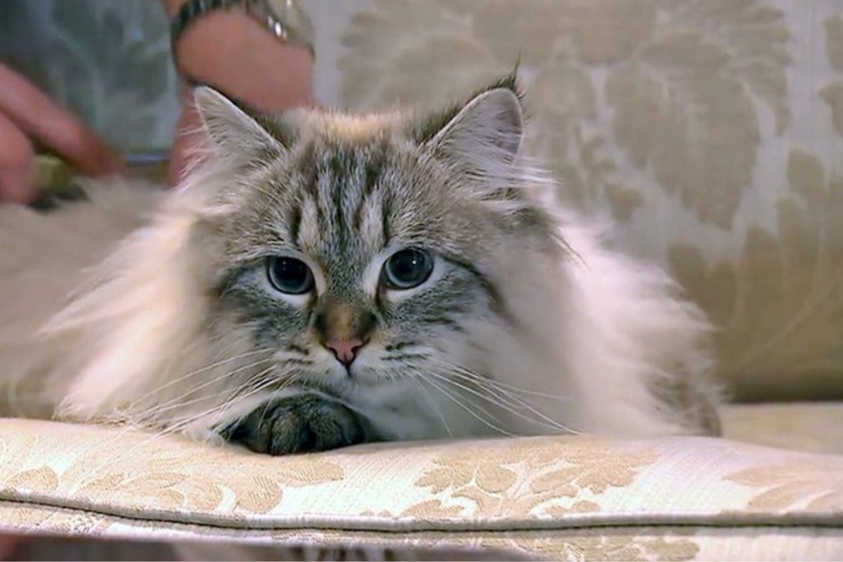 Putin'in, Japonya'nın Akita eyaleti valisine hediye ettiği kedi 'Mir' (Barış) öldü