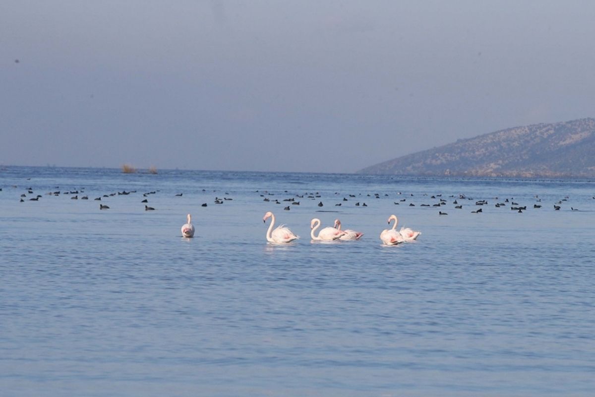 Son yağışlarla birlikte Muğla'daki Bafa Gölü'nde doğal yaşam yeniden canlandı