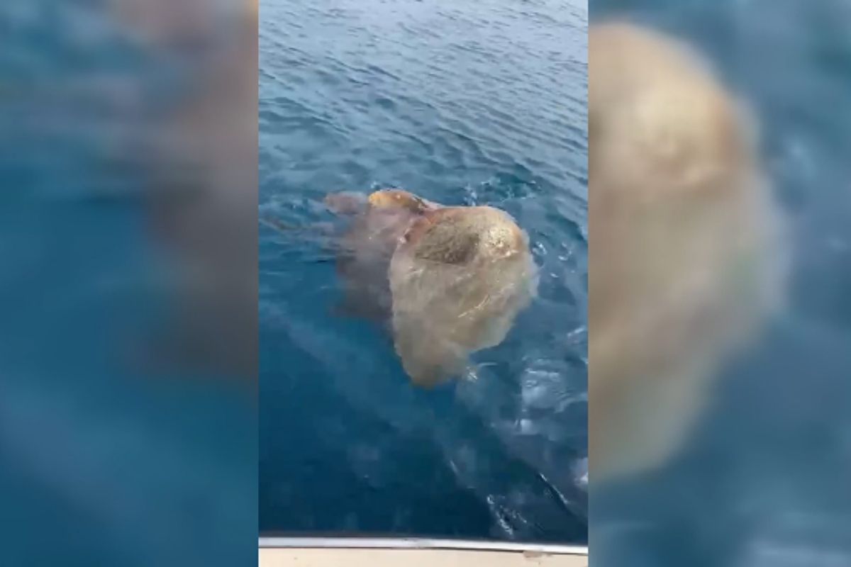 Antalya'da iki caretta caretta denizde balıkçılara eşlik etti
