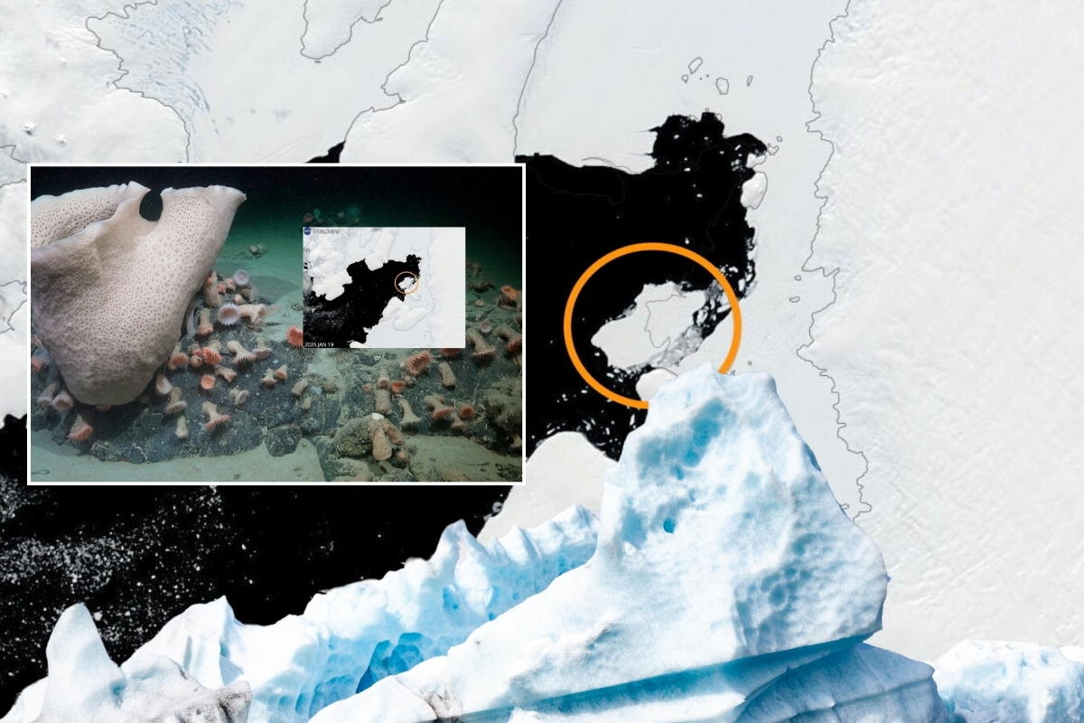 Antarktika'da buzdağı koptu bilim insanları yeni bir ekosistem keşfetti