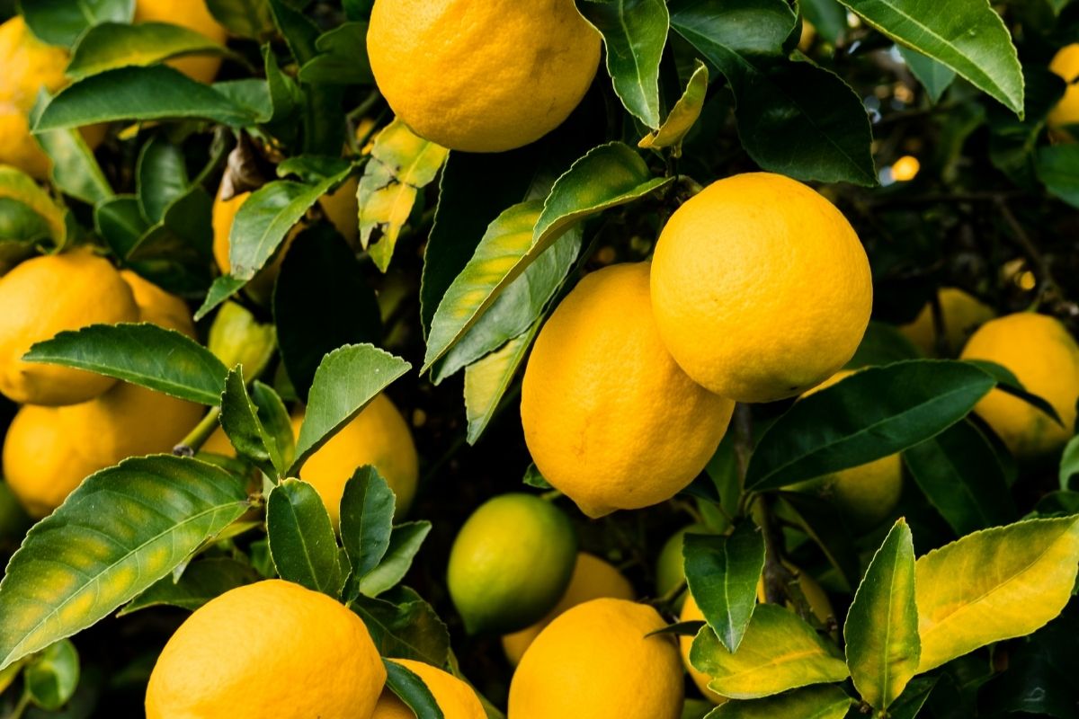 Don vakaları nedeniyle limon ihracatı geçici olarak durdurulacak