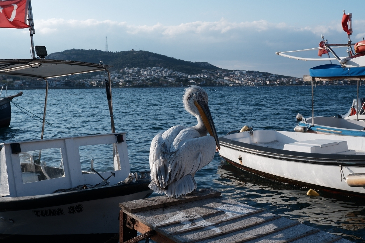 İzmir Foça’da 4 yıldır yaralı olarak yaşayan ‘Tosun’ adlı pelikan, ilçenin maskotu oldu