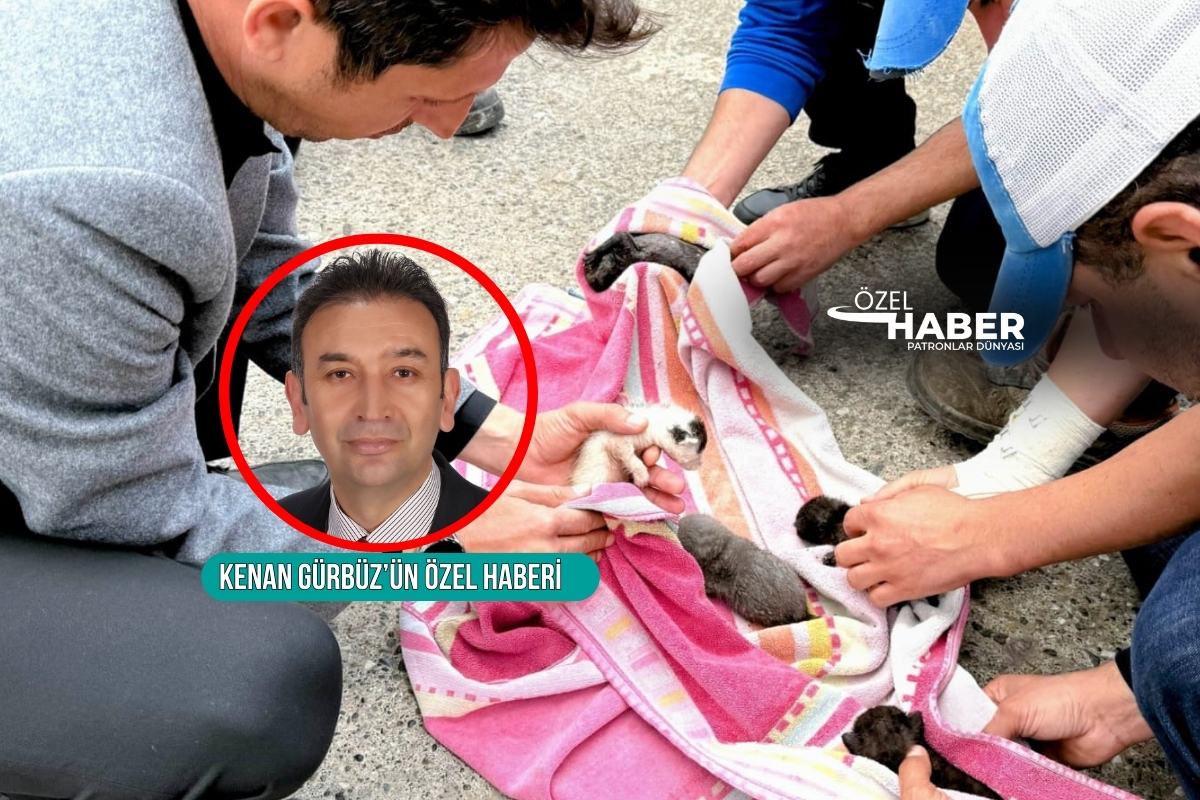 Marmaris’te yavru kedileri ölüme attılar, temizlik personeli kurtardı