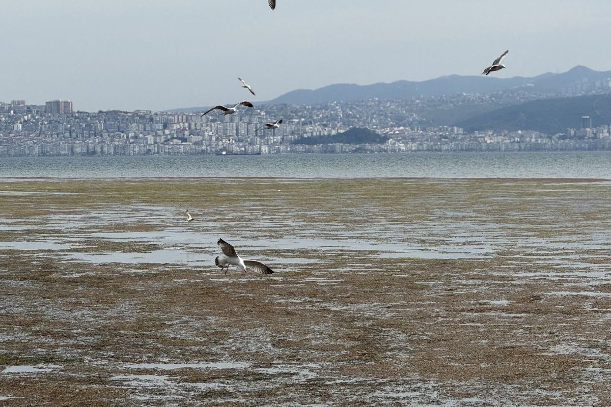 İzmir'de Bostanlı sahilinde yosun tabakası oluştu