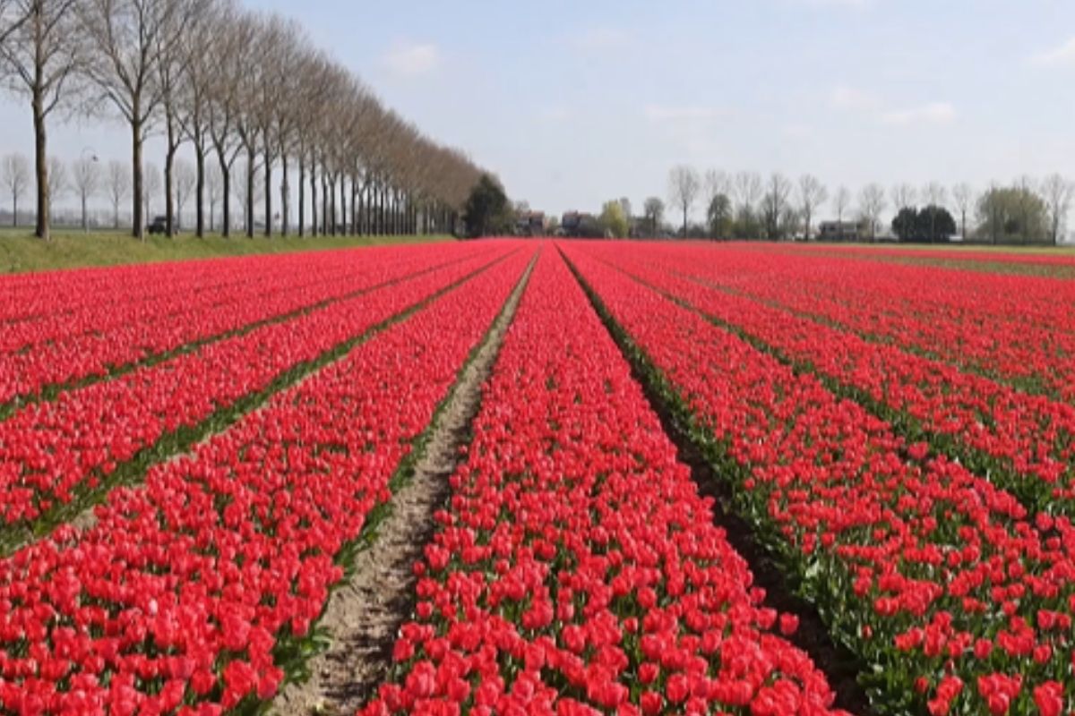 Hollanda’da lale zamanı