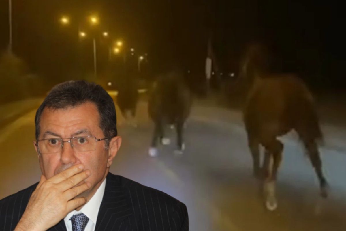 Mehmet Emin Karamehmet'in yarış atları çiftlikten kaçtı