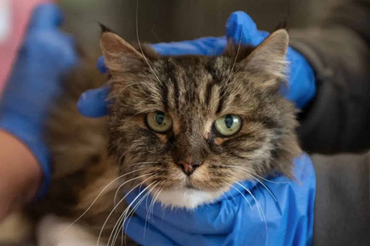Utah'taki Bryce Kanyonu Ulusal Parkı'nda 116 metreden düşen kedi sağ kurtuldu: Sahipleri öldü
