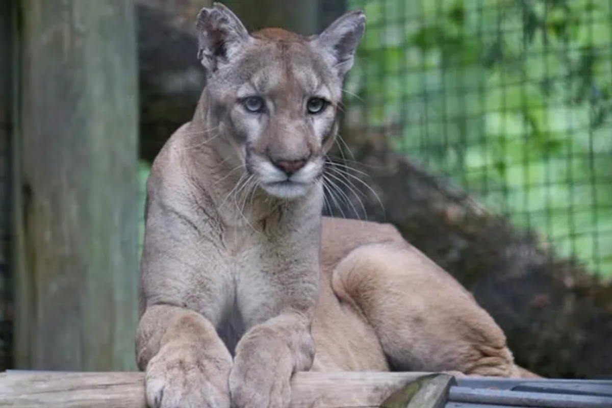 ZooTampa, yaralı halde kurtarılan ve türünün elçisi olan nesli tükenme tehlikesindeki Florida panteri Walter’ın ölümünü duyurdu