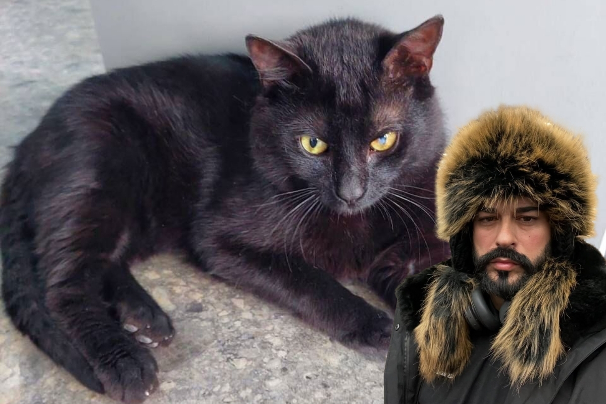 İstanbul’da içine girdiği konteynerle Rusya’ya giden ve Burak ismi verilen kediye Rusya’da kalma izni çıktı