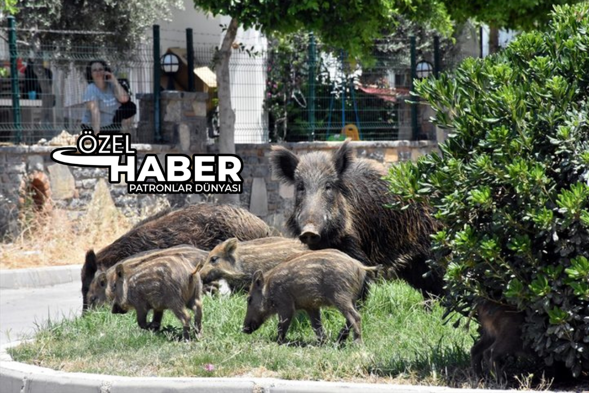 Ege’de turizm merkezlerinde yaban domuzları ile mücadele kararı: Sürek avı düzenlenecek