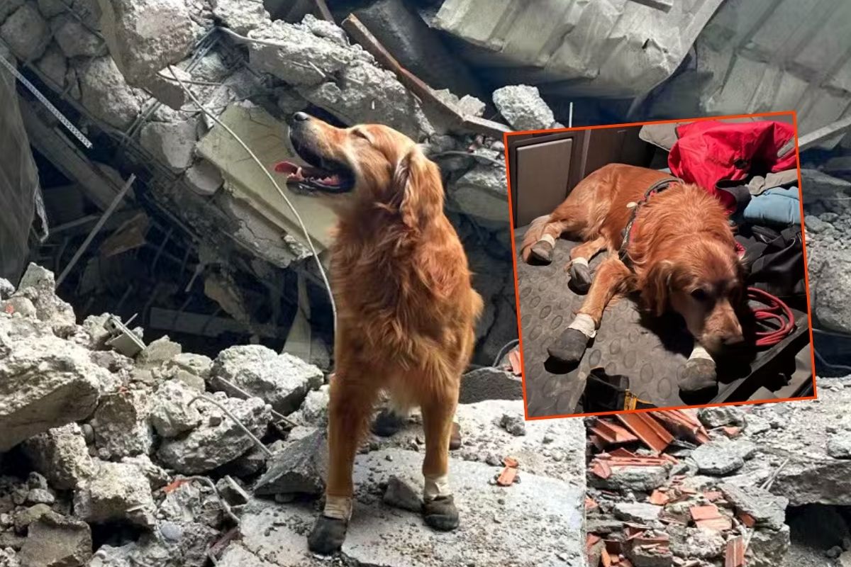 Kahramanmaraş depreminde 18 kişinin hayatını kurtaran kahraman köpek Killian yaşamını yitirdi