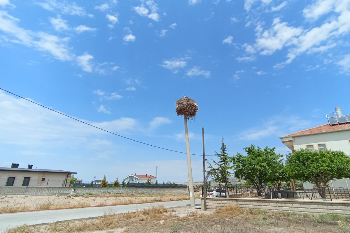 Nevşehir'de elektrik direği, 40 yıldır yuva kuran leylekler için korundu