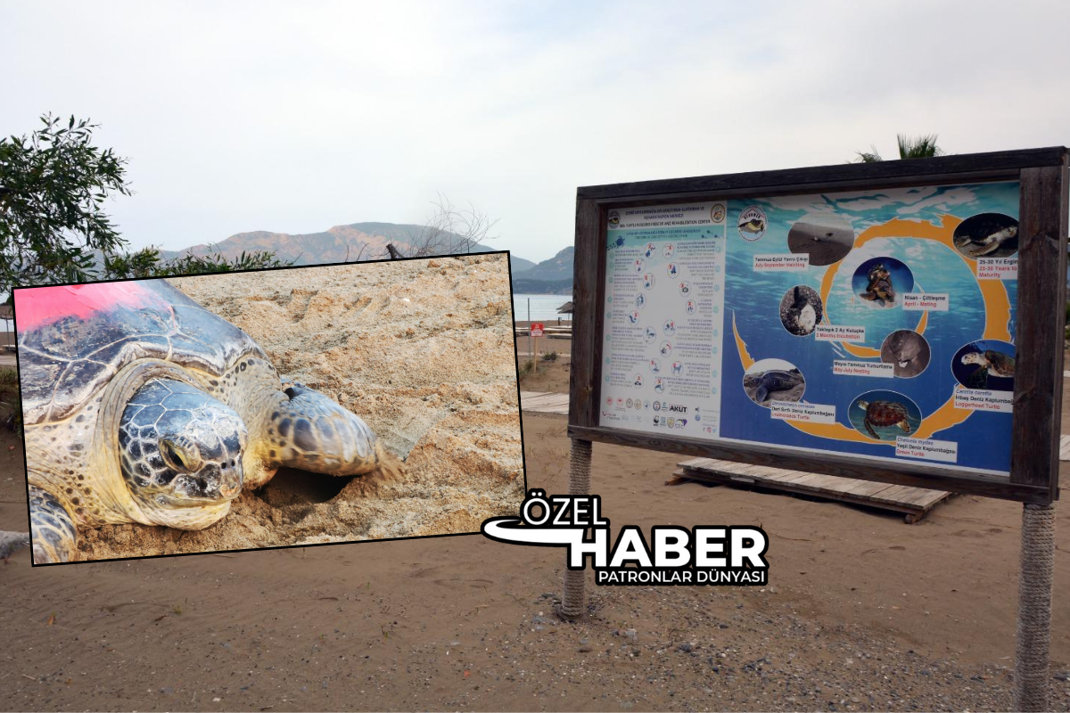 İztuzu Plajı'nda Caretta Esin'e hayat veren dokunuş