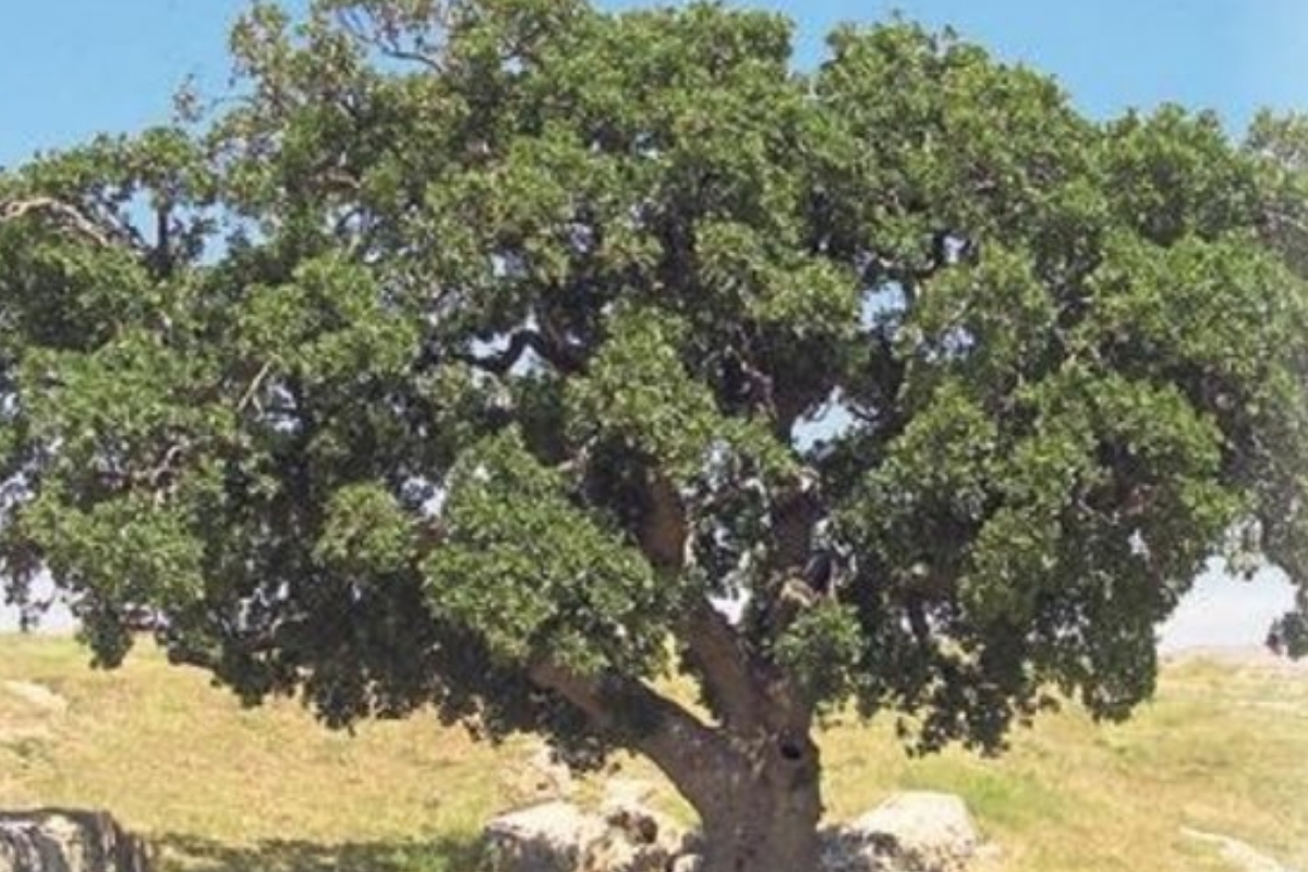 Çevre Bakanlığı, Anadolu’nun binlerce yıllık anıt ağaçlarını devlet korumasına aldı