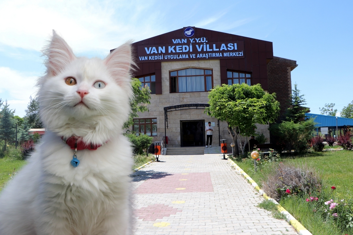 Van Kedi Villası’nda ilk parti doğumlarda 55 sağlıklı Van Kedisi yavrusu dünyaya geldi