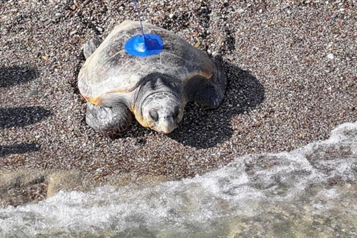 Antalya’da uydu takip cihazı takılan ‘Fauna’ ve ‘Flora’ adlı carettalar denize bırakıldı, göç rotaları takip edilecek