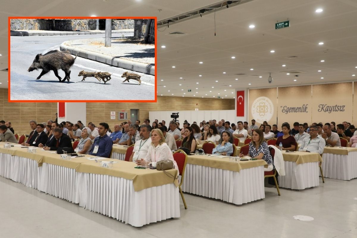Muğla’da ‘Yaban Domuzlarının Doğaya, Biyolojik Çeşitliliğe ve Halk Sağlığına Etkileri’ konulu toplantı yapıldı