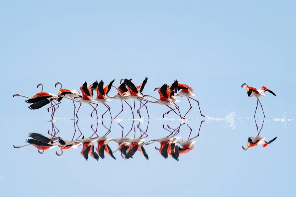 Tuz Gölü’ndeki kuraklık nedeniyle flamingo sayısında azalma yaşanıyor