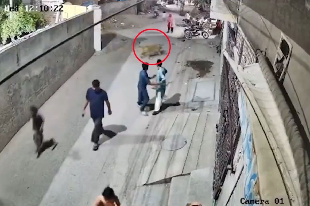 Sokakta aslan dehşeti: 3 yaralı var