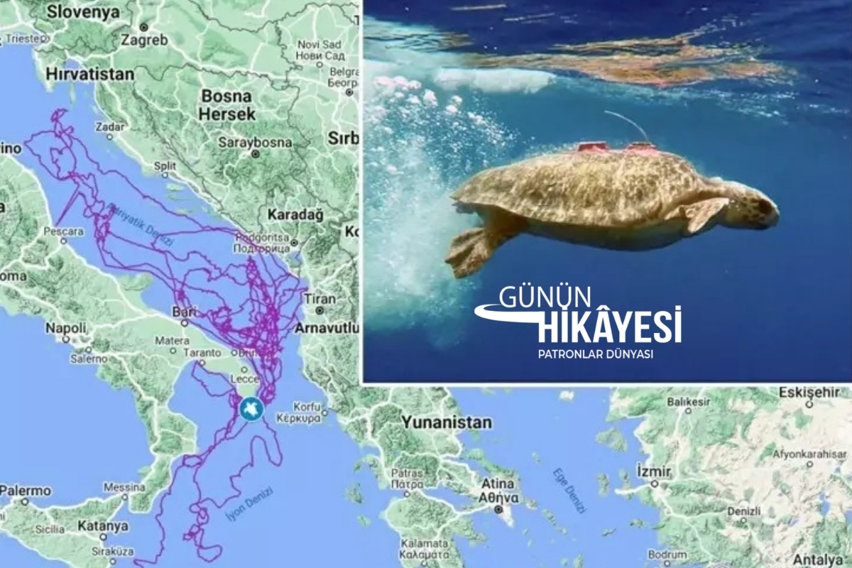5 yıl önce sinyali kesilen caretta caretta Tuba, 25 bin kilometre yol kat ederek doğduğu yer olan İztuzu Plajı’na döndü