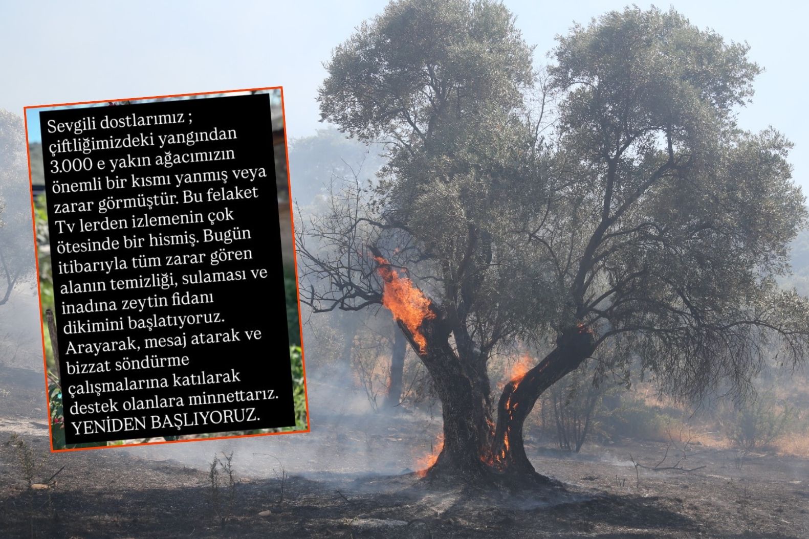 Eski finansal danışman Recep Atakan'ın Milas'taki zeytin ağaçları da alevlerin kurbanı oldu