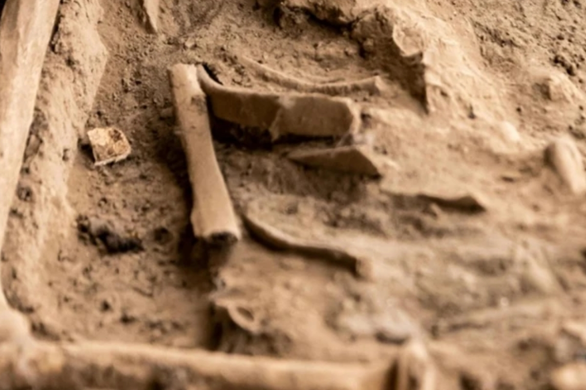 Smithsonian müzesi araştırmacıları, Arizona’da yeni bir kanatlı sürüngen türüne ait fosil tanımladı