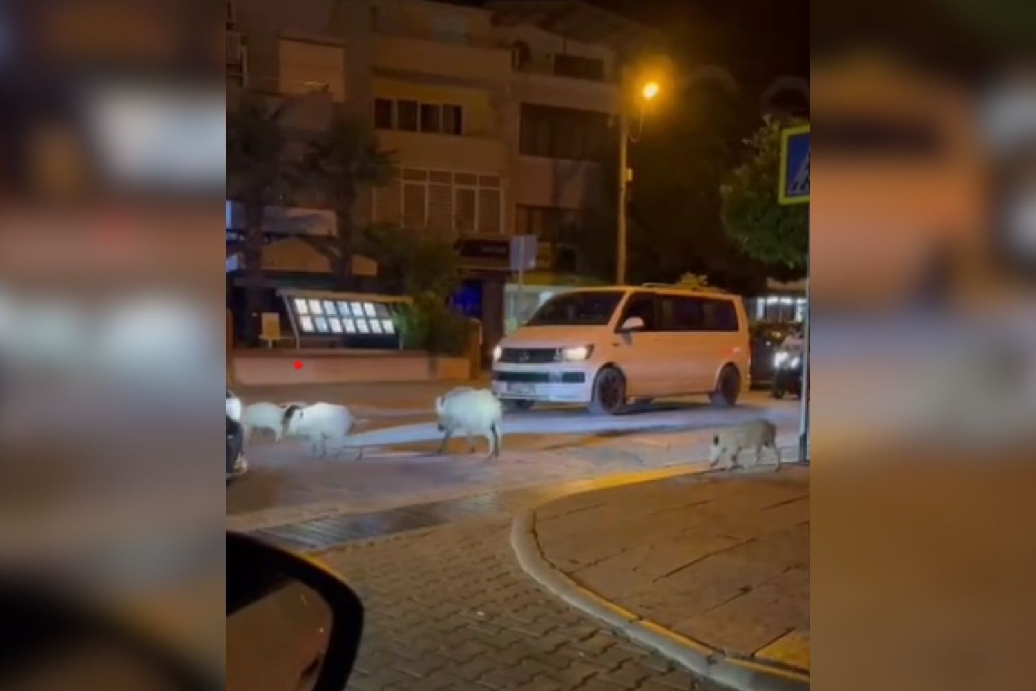 Marmaris’te yaban domuzu ailesine trafikte öncelik verdiler