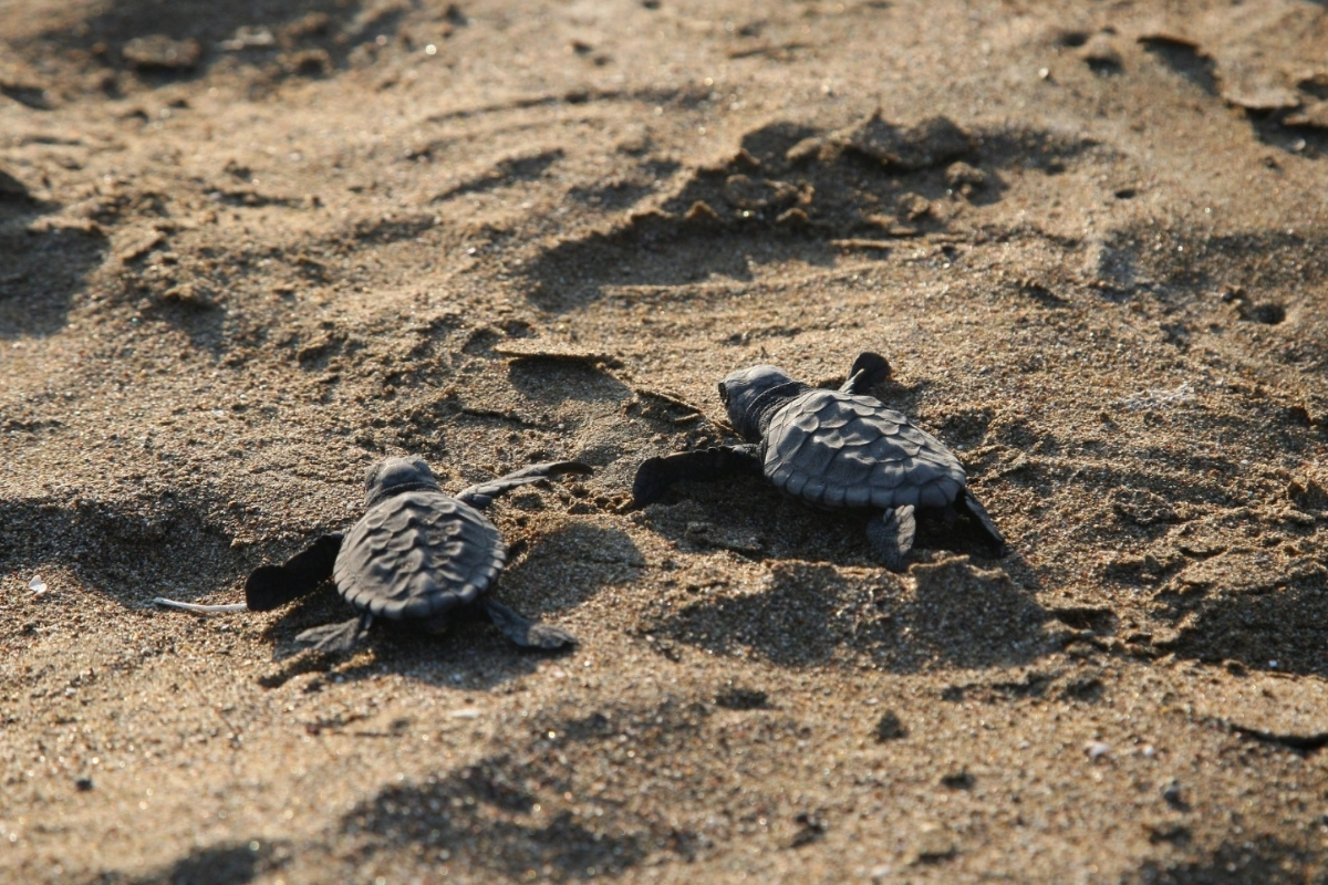 Muğla'da 2025’in ilk caretta yavruları yumurtadan çıkarak suya kavuştu