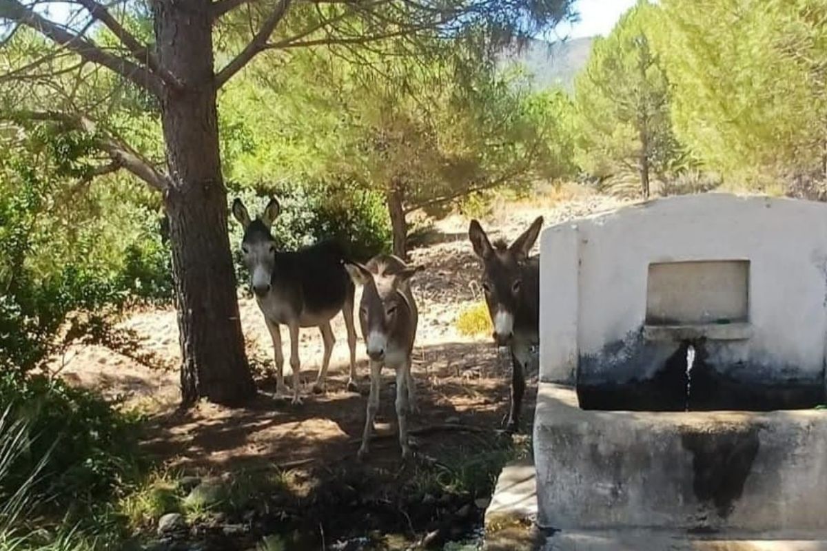 Datça’daki yaban eşekleri doğaya salındı