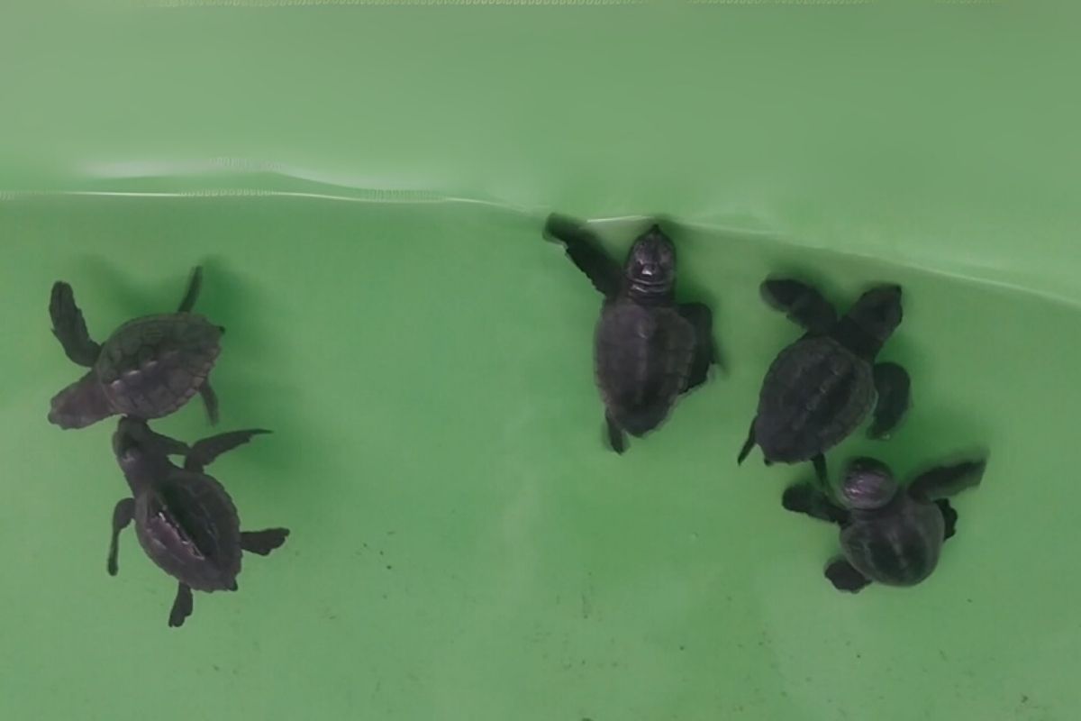 İztuzu Sahili'nde 350 caretta caretta yavrusu denizle buluştu