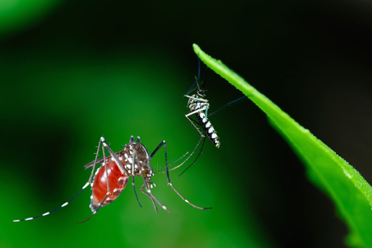 Avrupa coğrafyasında baskın olmaya başlayan istilacı sivrisinek türü Chikungunya, Türkiye için de tehdit