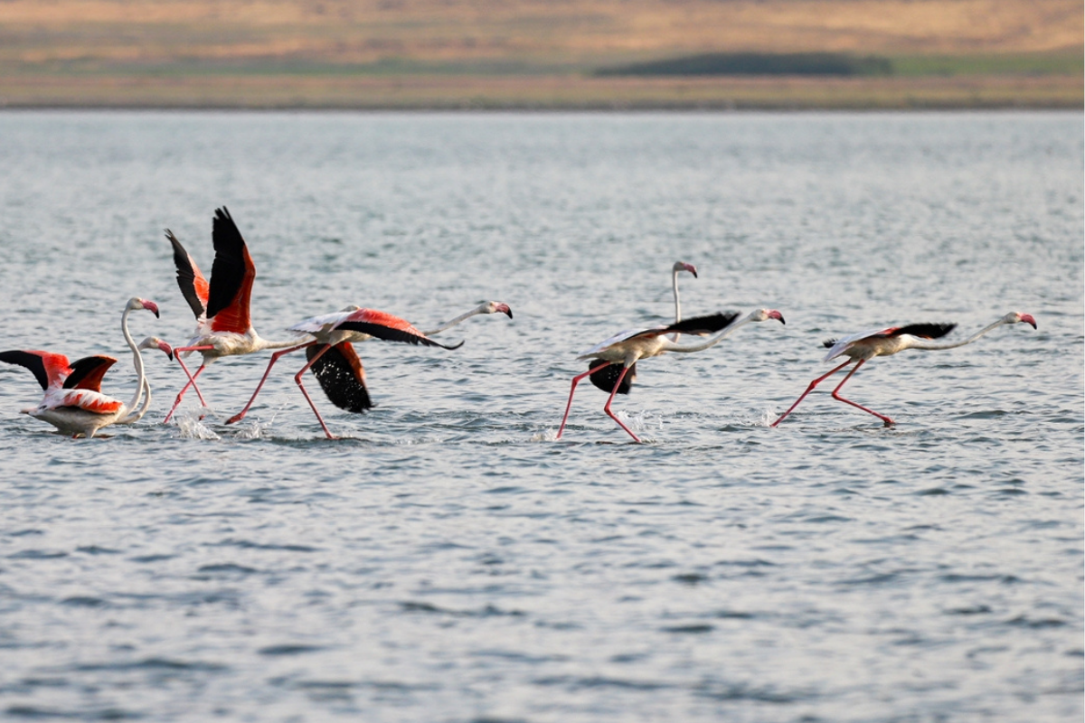 Flamingoların Van Gölü dansı