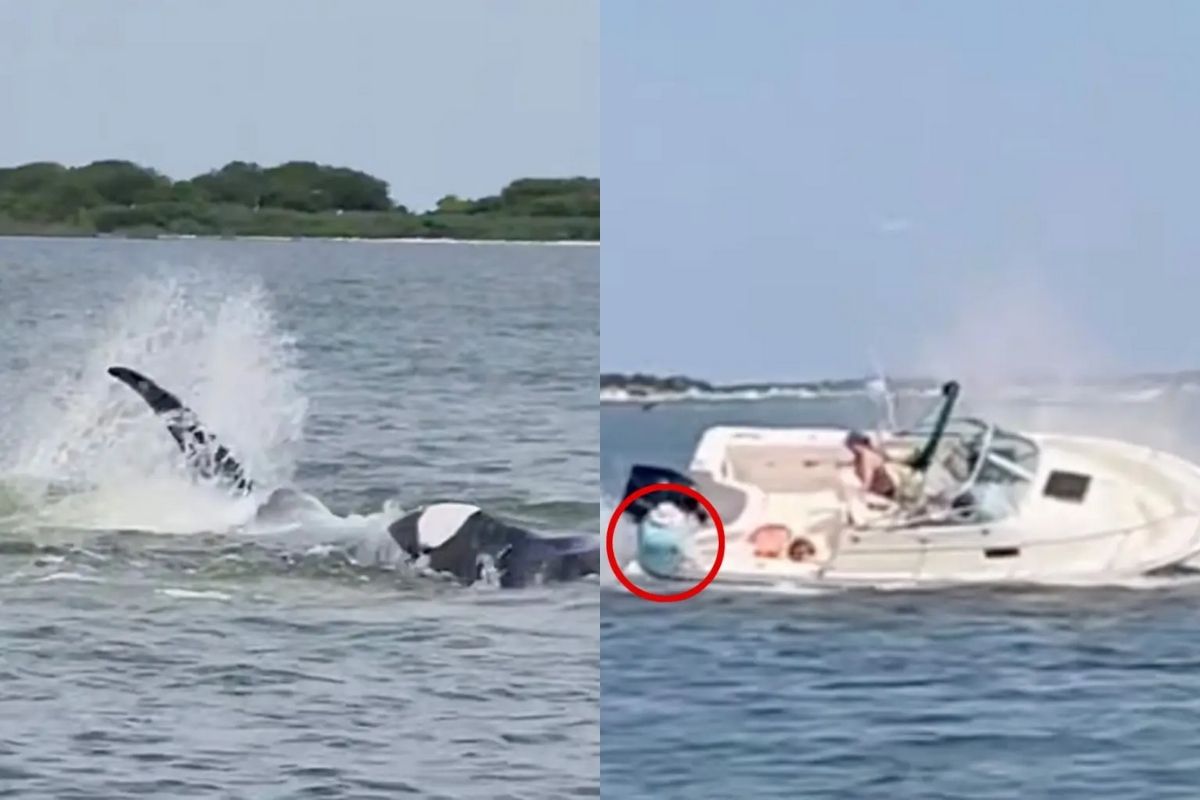 New Jersey'deki Barnegat Körfezi'nde balina tekneye çarparak bir kadını suya düşürdü