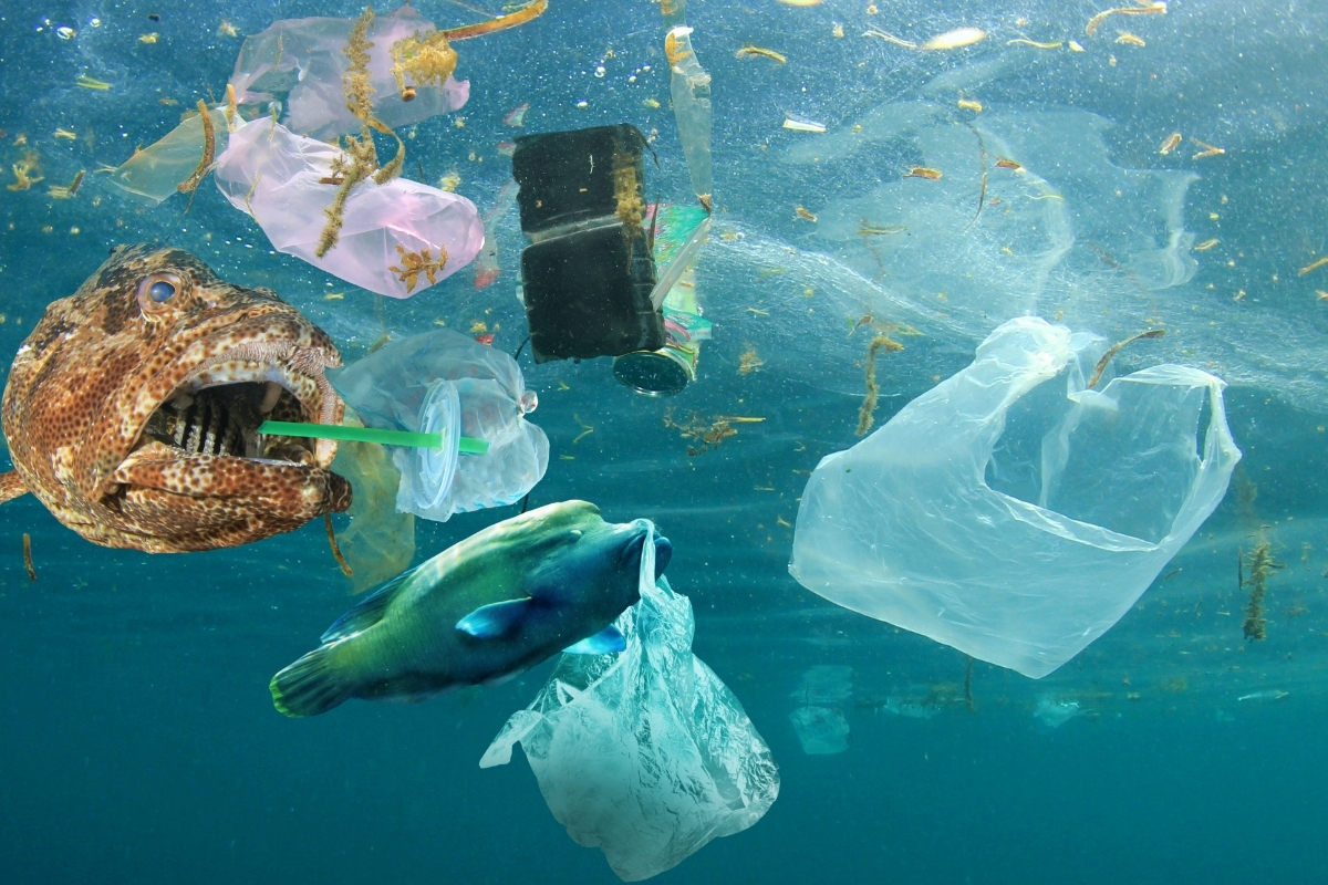Pasifik Okyanusu'ndaki plastik adası büyüyor: Temizlik 10 yıl sürecek, maliyet 7,5 milyar doları bulacak