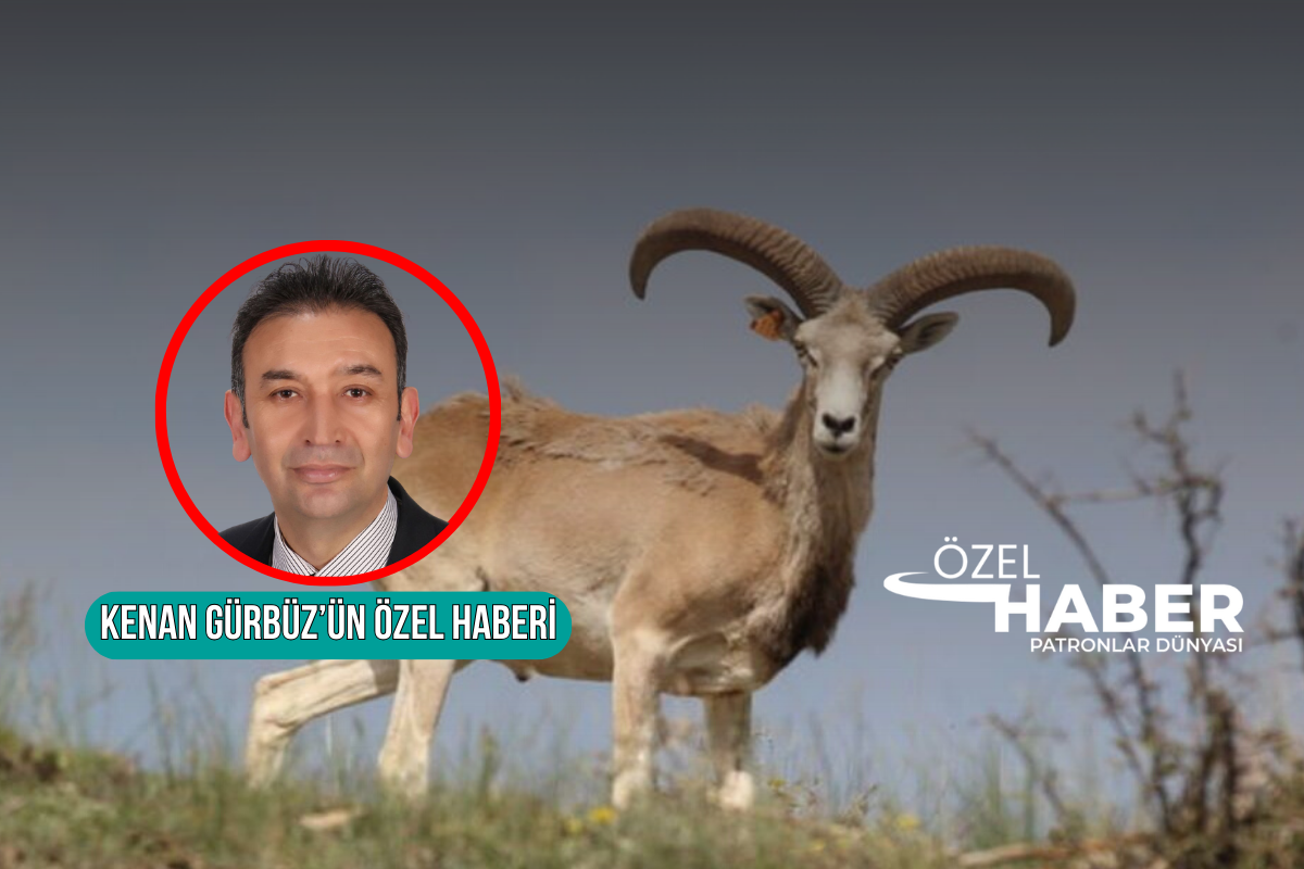 Tarım ve Orman Bakanlığı 22 ilde av turizmi için ihale açtı,  Muğla'da KDV hariç 480 bin TL ödeyen yaban keçisi avlayabilecek