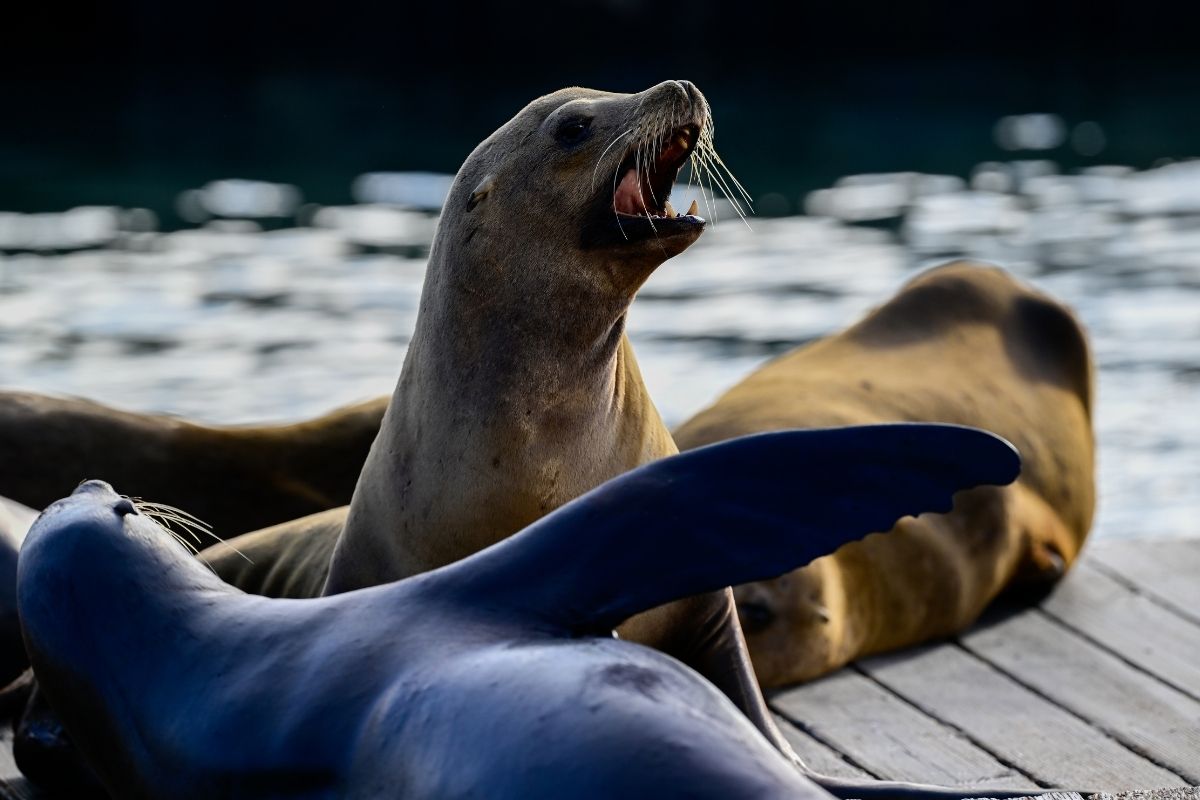 San Francisco'daki deniz aslanları, turistlerden yoğun ilgi görüyor