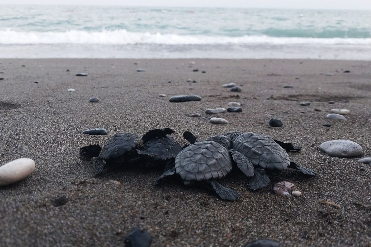 İztuzu sahilinde 30 bin yavru caretta caretta mavi sularla buluştu