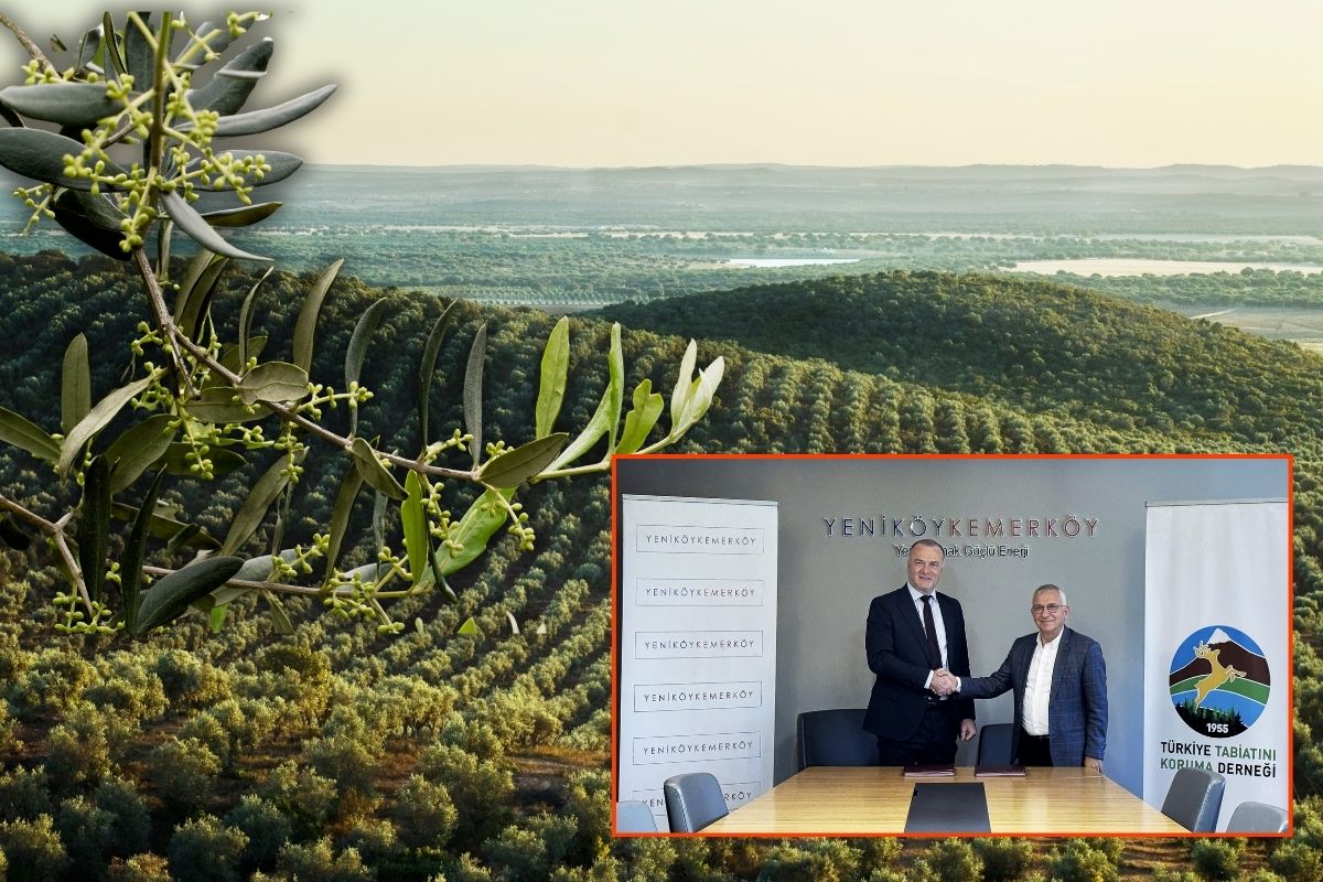 Yeniköy Kemerköy Enerji ile Türkiye Tabiatını Koruma Derneği iş birliğine gitti, taşınan zeytin ağaçlarını yeni yerlerinde bilim kurulu inceleyecek