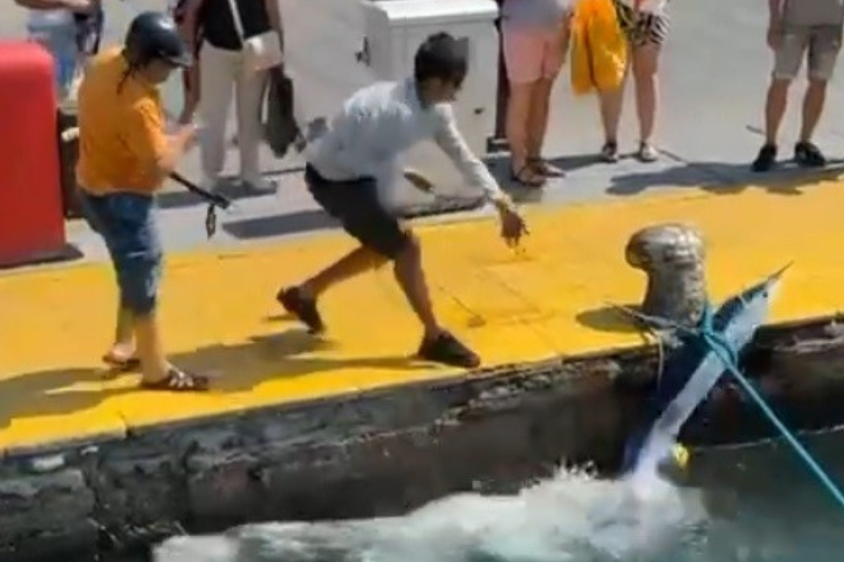 Tarım ve Orman Bakanlığı Bodrum’da zıpkınla vurulan mavi yelken balığının yaralı olarak kaçtığını açıkladı