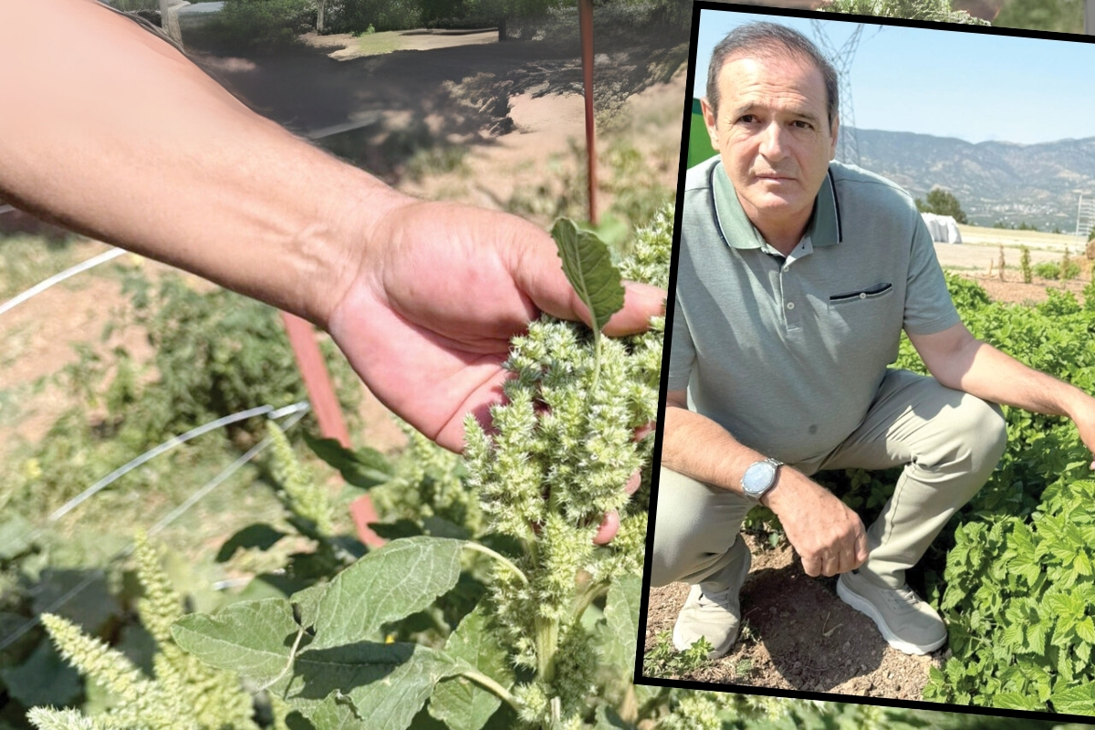 Tokat'ın yabani otu İsviçre'ye açıldı, değersiz sanılan bitkilerden servet üretiyor