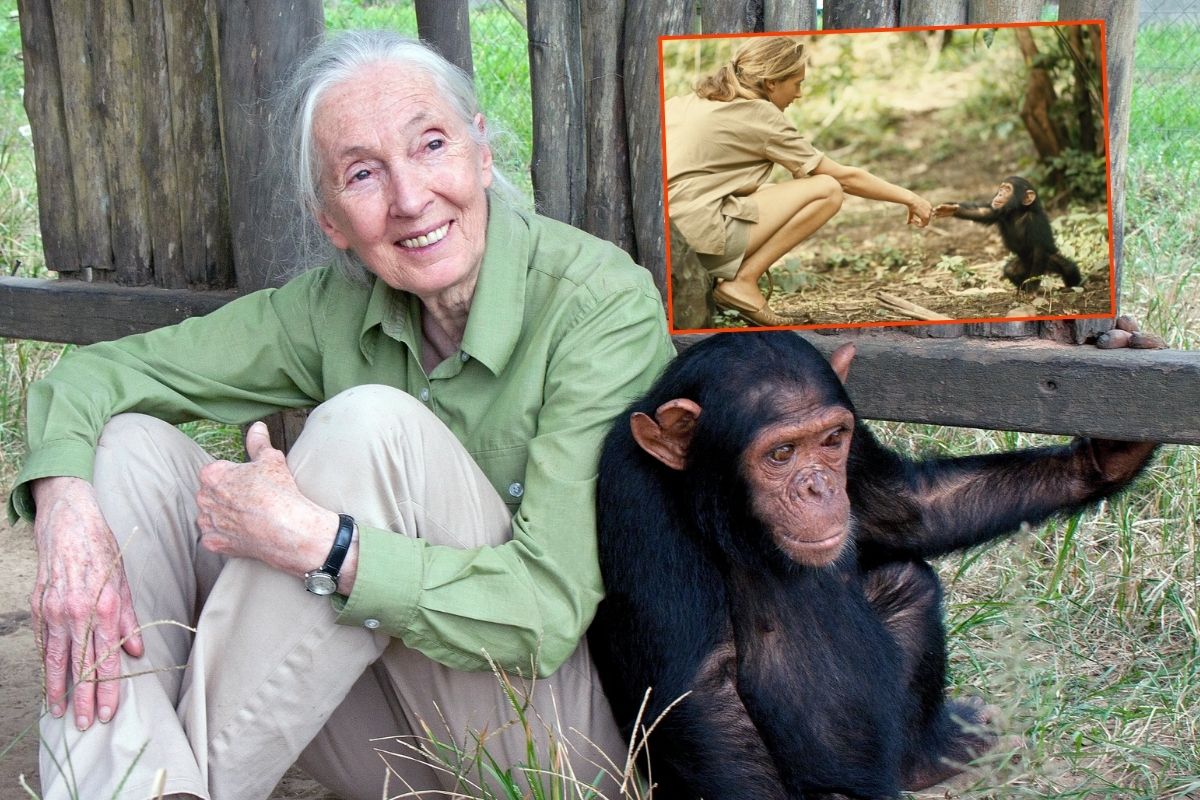 Dünyaca ünlü İngiliz primatolog Jane Goodall 91 yaşında hayatını kaybetti