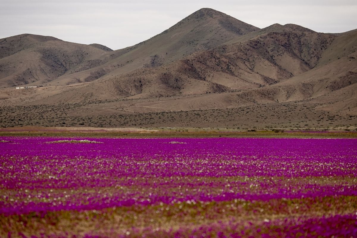 Dünyanın en kurak çölü olan Atacama Çölü'nde çiçek açtı