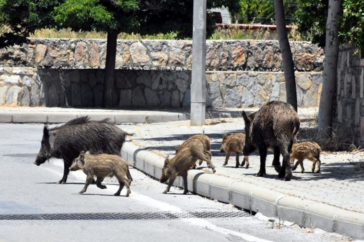 Muğla’da İlçe Tarım ve Orman Müdürlüğü avladıkları yaban domuzlarının kuyruğunu getirene 5 kurşun verileceği açıklandı