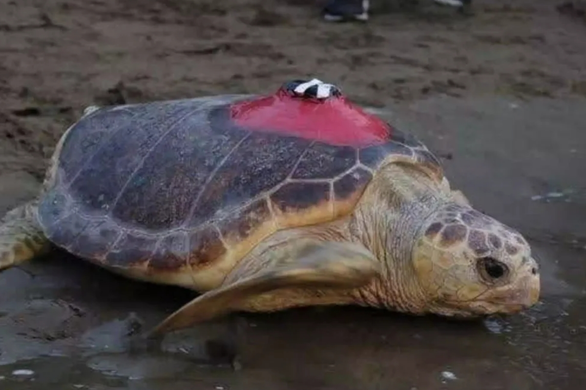 Yıllar önce yaralı halde bulunan caretta caretta Tuba, yuva yapmak için Dalyan’a döndü; ikinci dünya turunda 7 bin 500 kilometre yol katetti